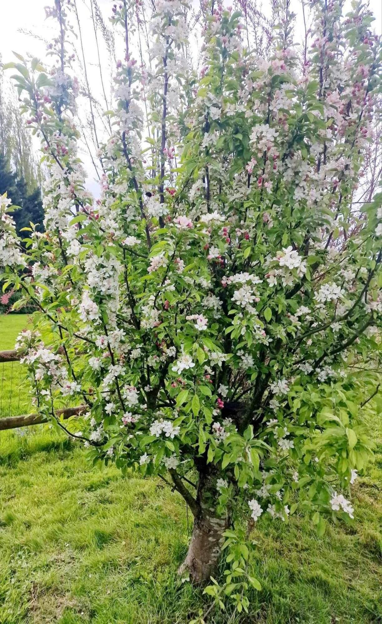 Tanglewood Lejlighed West Ashton Eksteriør billede
